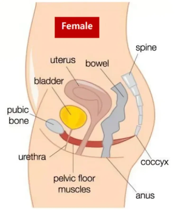 Female Pelvic Floor Diagram