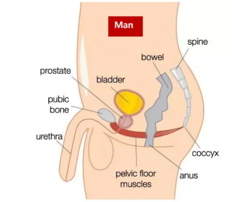 Male Pelvic Floor Diagram