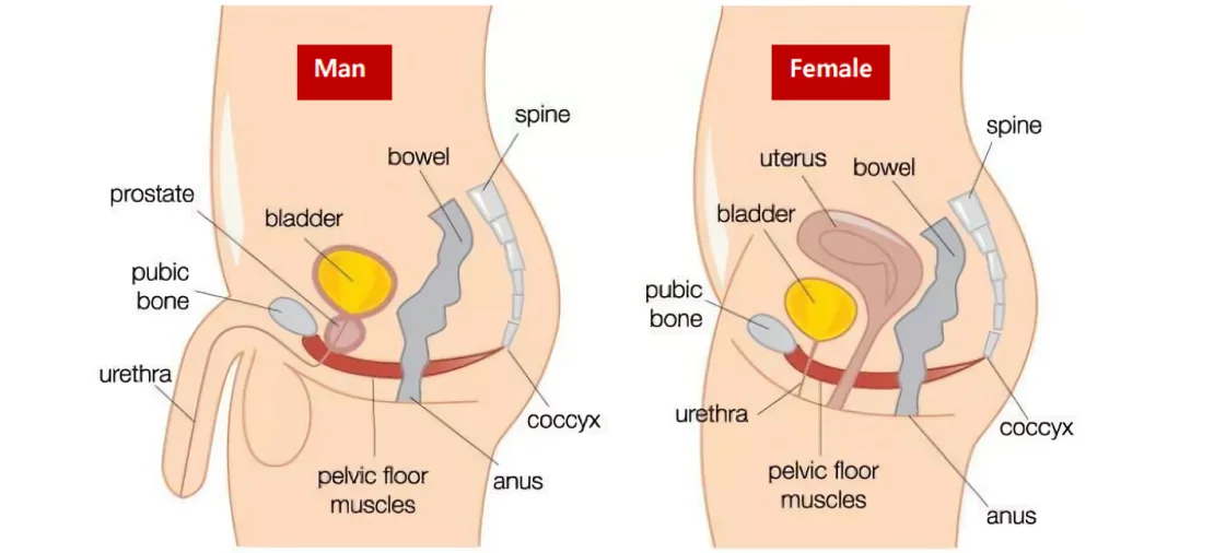 Pelvic Floor Diagram