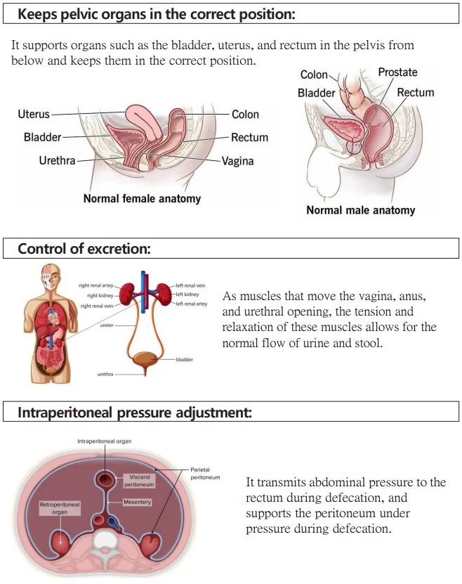 Pelvic Support, Bladder Control and Intraperitoneal Pressure Diagram